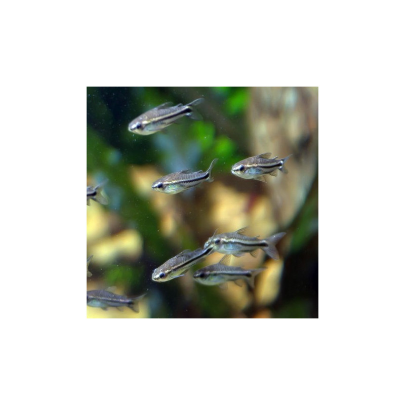 Corydoras pygmeus lot de 10